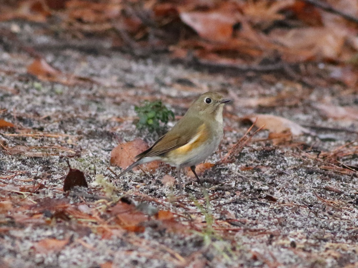 Red-flanked Bluetail - Brandon Brogle