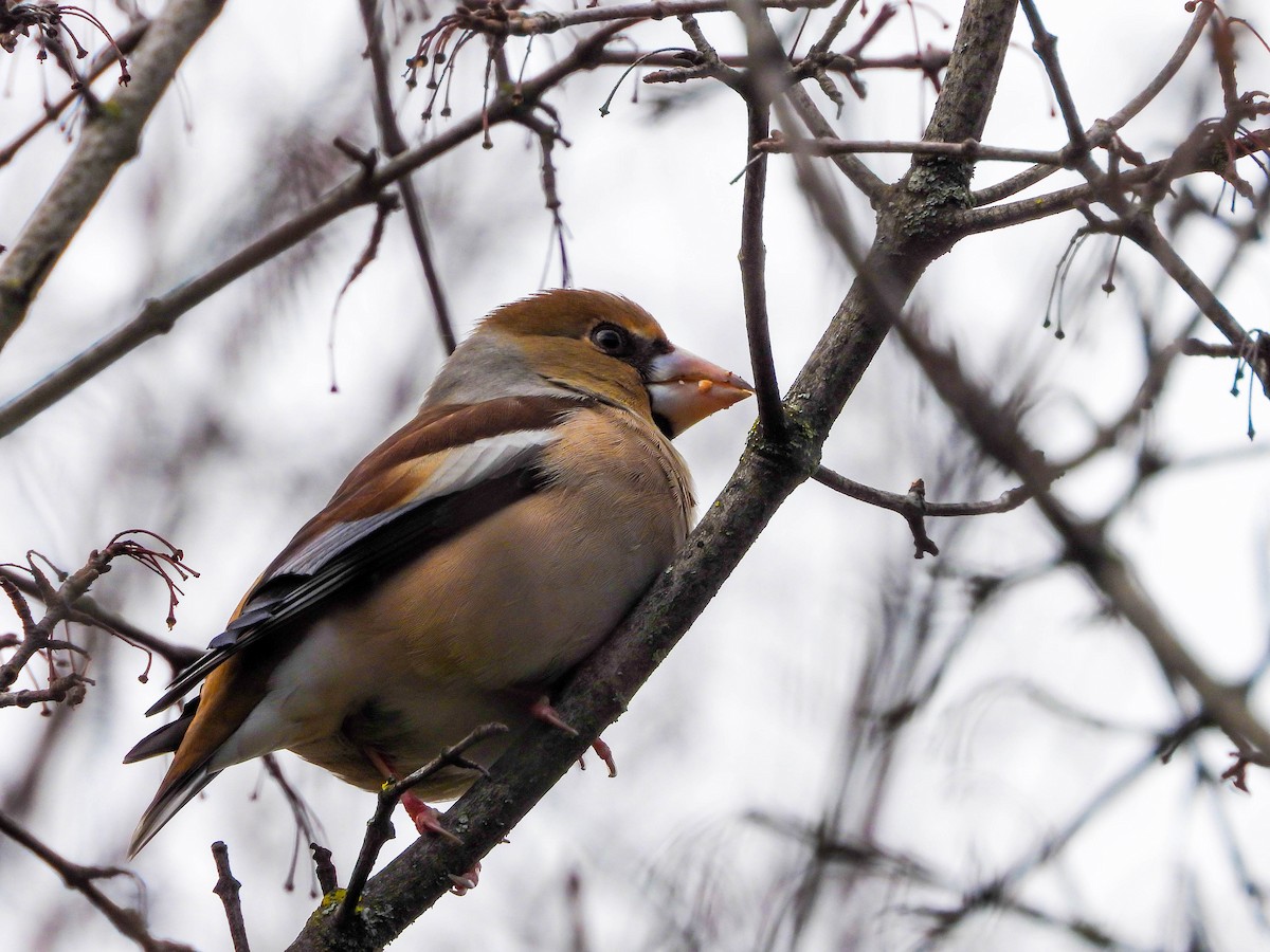 Hawfinch - Lara Mdmi