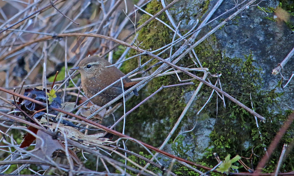 Winter Wren - ML613172178