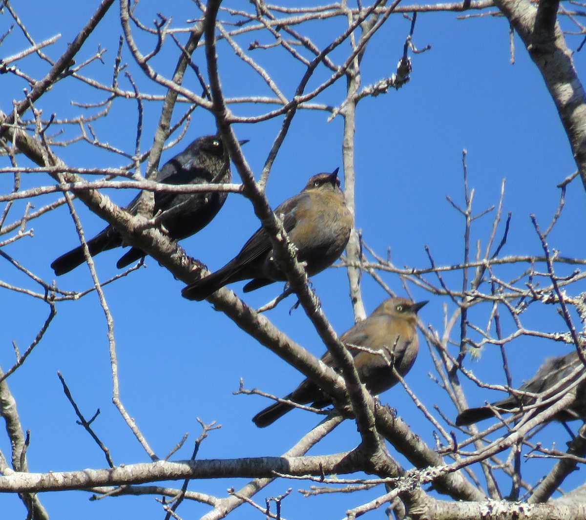 kanadatrupial - ML613172190