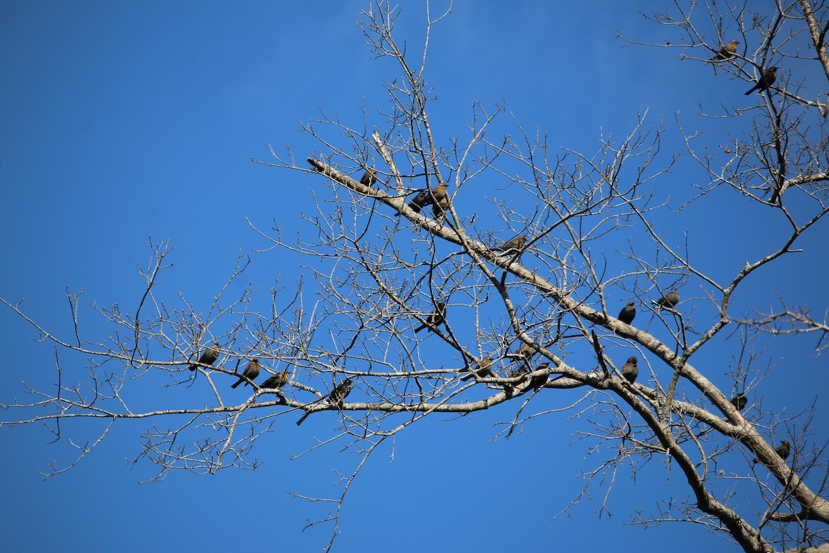 Rusty Blackbird - ML613172191