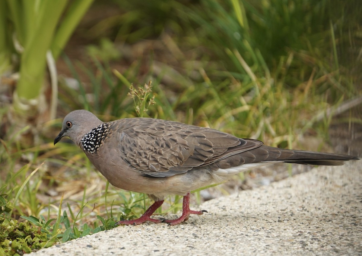 珠頸斑鳩 - ML613172221