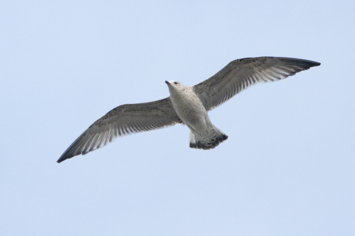 Caspian Gull - ML613172415