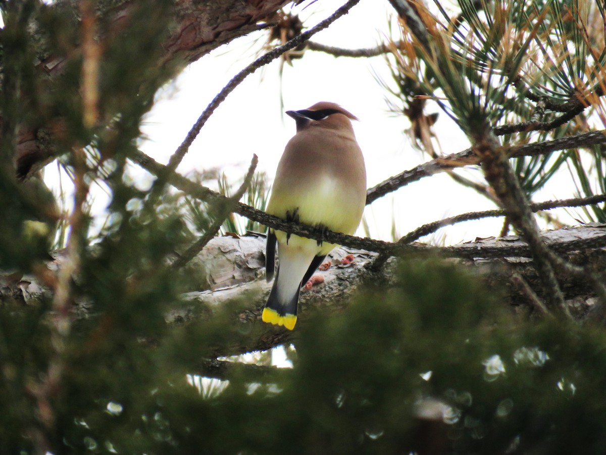 Cedar Waxwing - ML613172489