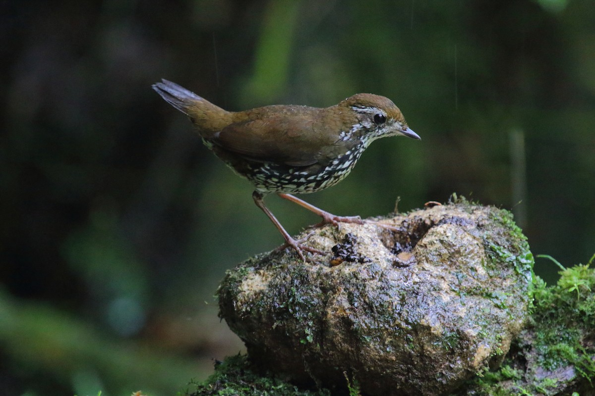 Schwartz's Antthrush - ML613172507