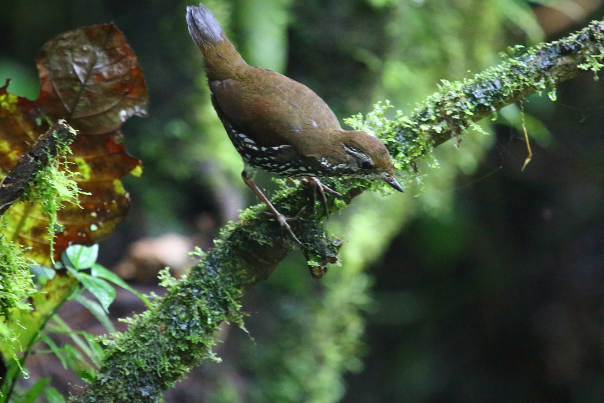 Schwartz's Antthrush - Juan Carlos Albero