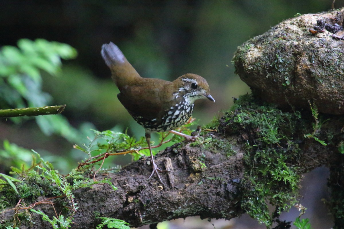 Schwartz's Antthrush - ML613172509