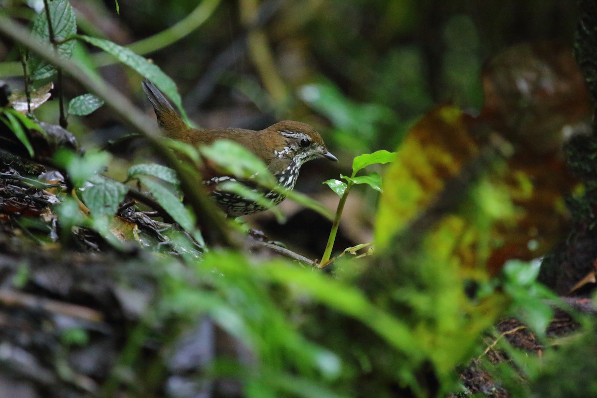 Schwartz's Antthrush - Juan Carlos Albero