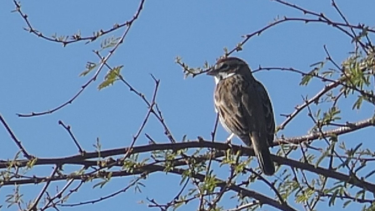 Lark Sparrow - River Corcoran