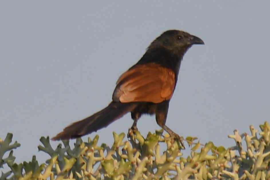 Malagasy Coucal - Claudius  Feger