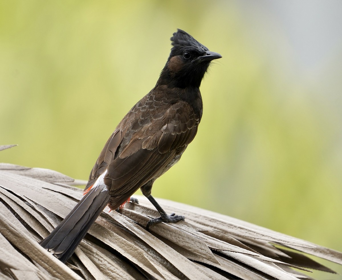 Bulbul à ventre rouge - ML613172570