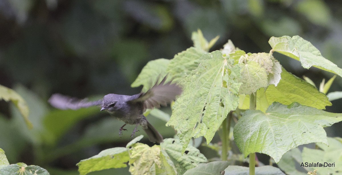 Dusky-blue Flycatcher - ML613172600