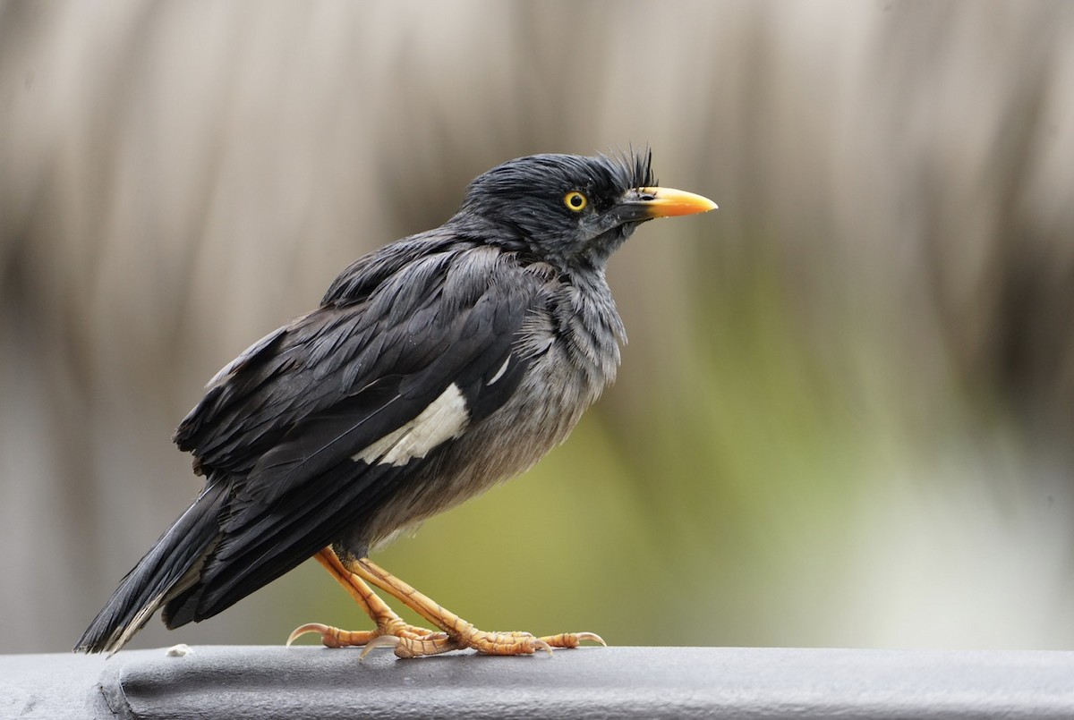 Jungle Myna - ML613172615