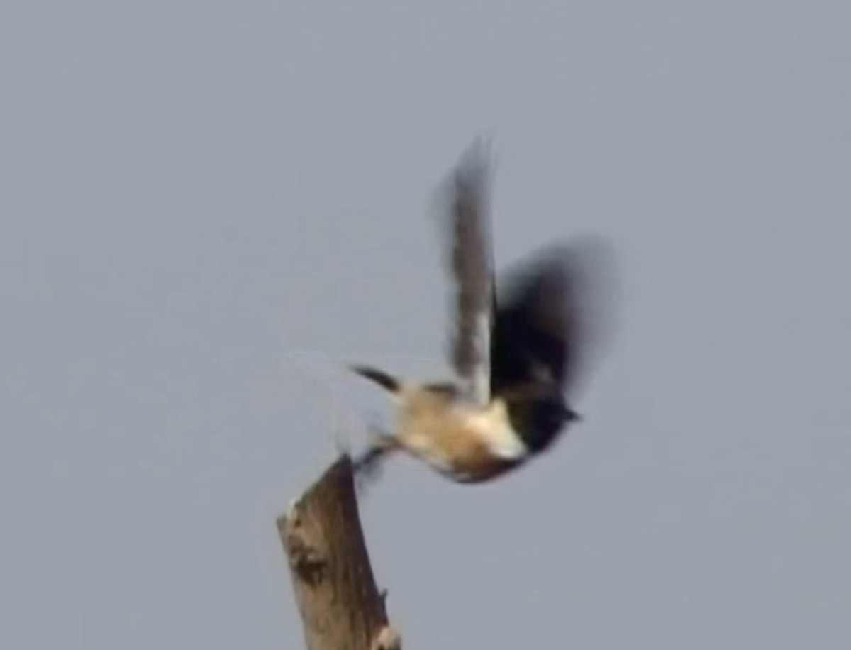 Siberian Stonechat - ML613172627