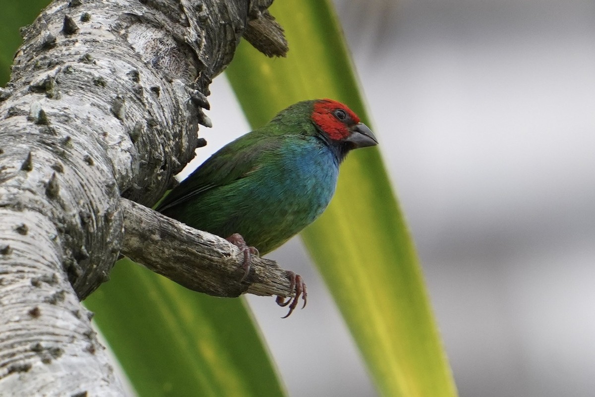 Fiji Parrotfinch - ML613172644