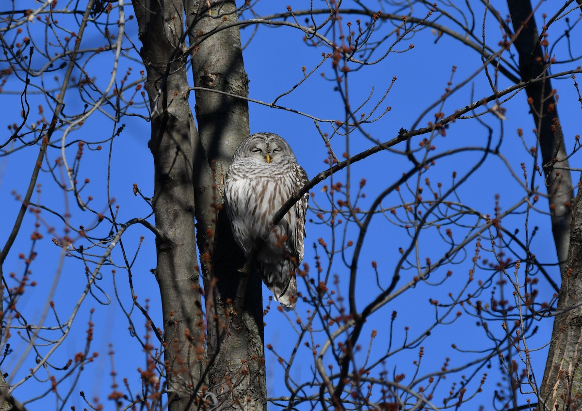 Barred Owl - yves dupont