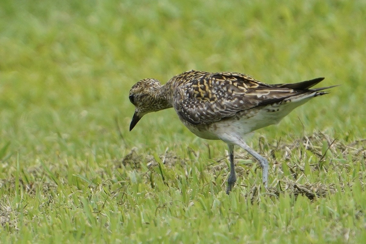 Pacific Golden-Plover - ML613172711