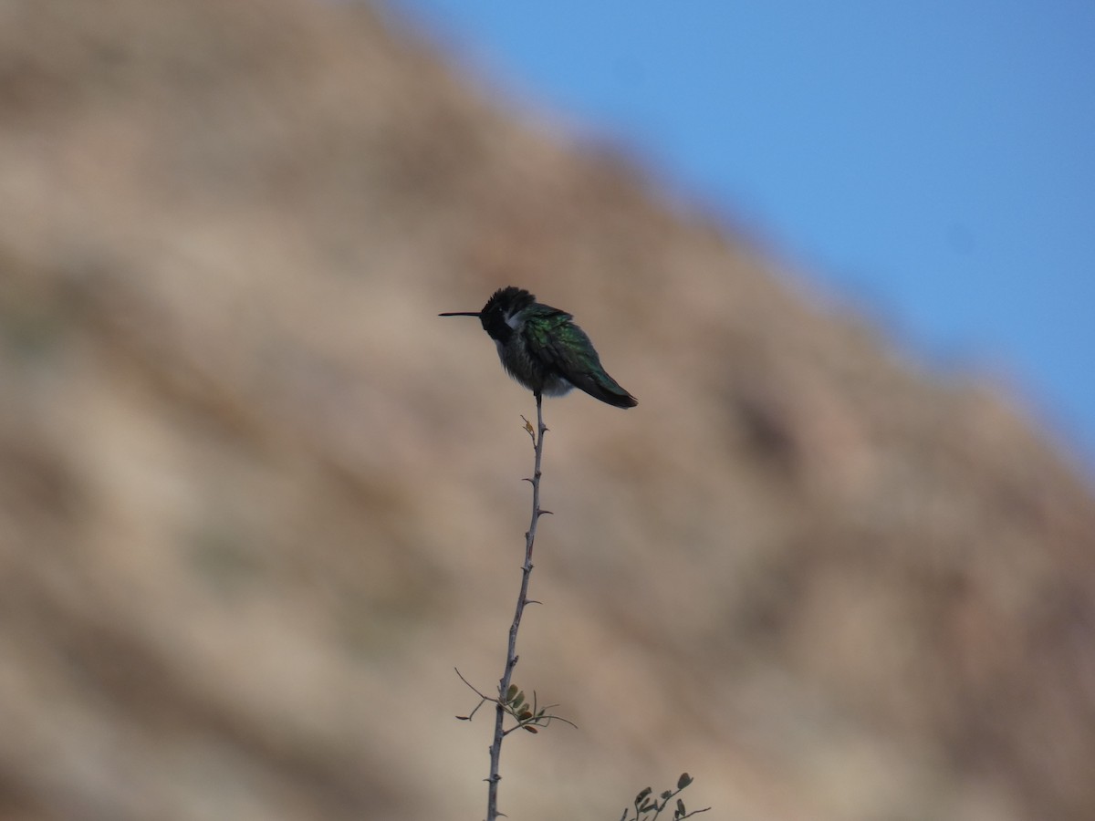 Costa's Hummingbird - River Corcoran