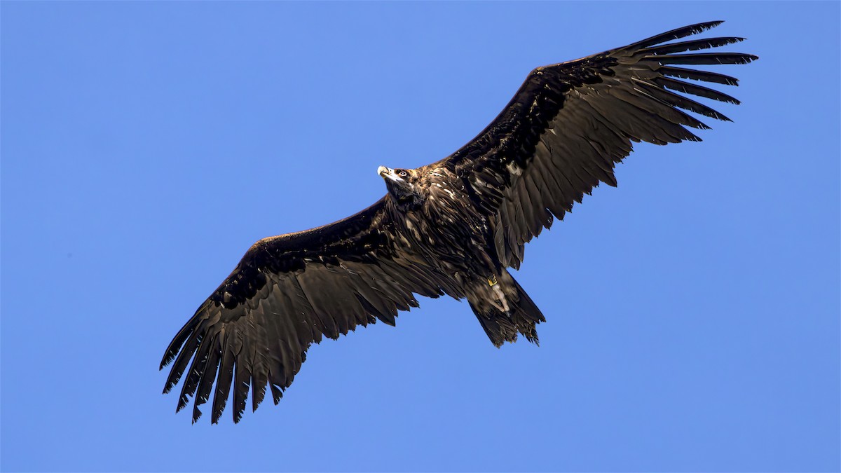 Cinereous Vulture - SONER SABIRLI