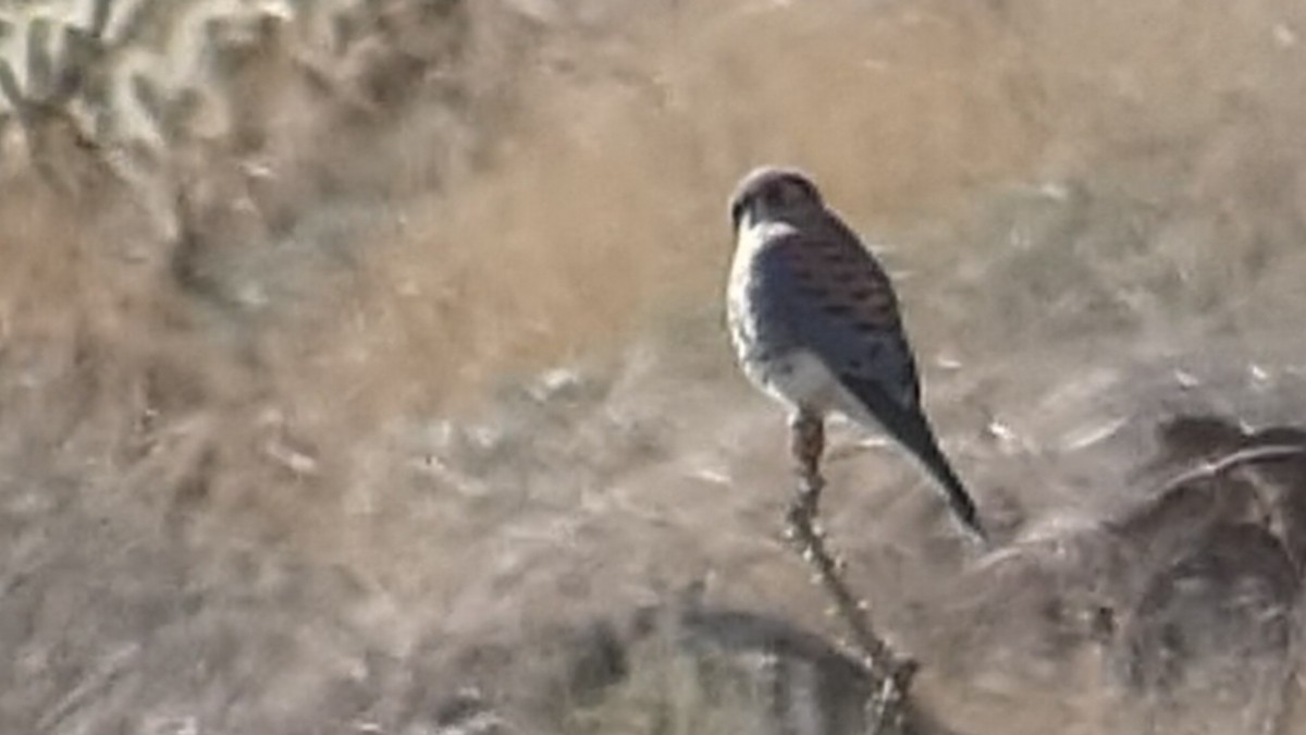 American Kestrel - River Corcoran