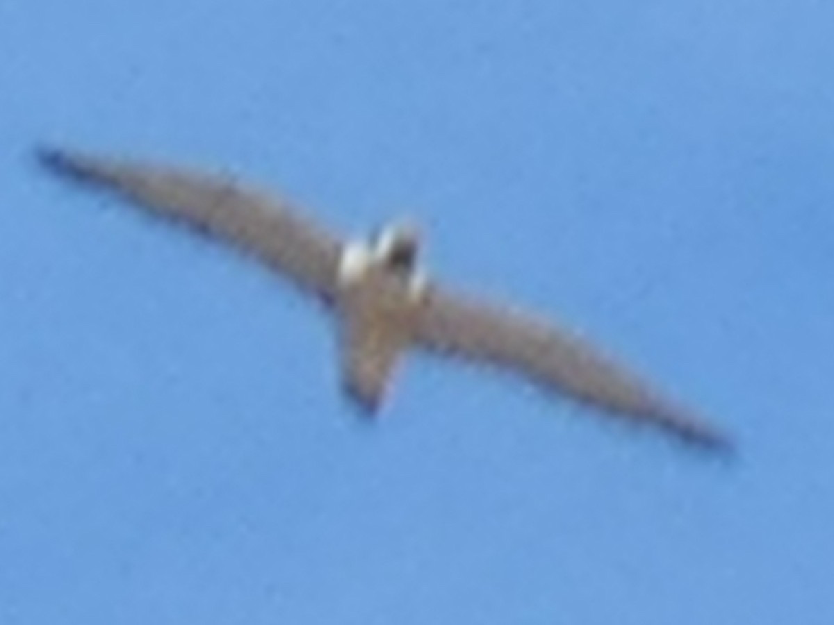 Peregrine Falcon - River Corcoran