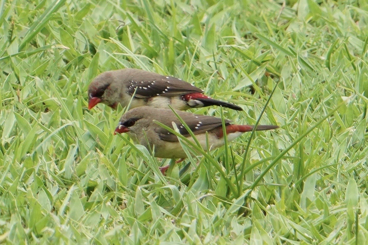 Red Avadavat - ML613172791