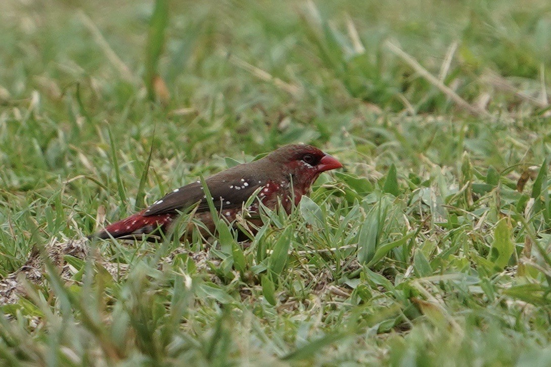 Bengali rouge - ML613172793