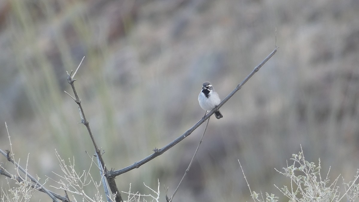 Black-throated Sparrow - River Corcoran