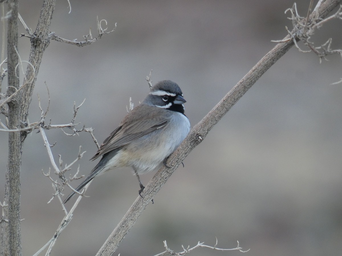 Black-throated Sparrow - River Corcoran