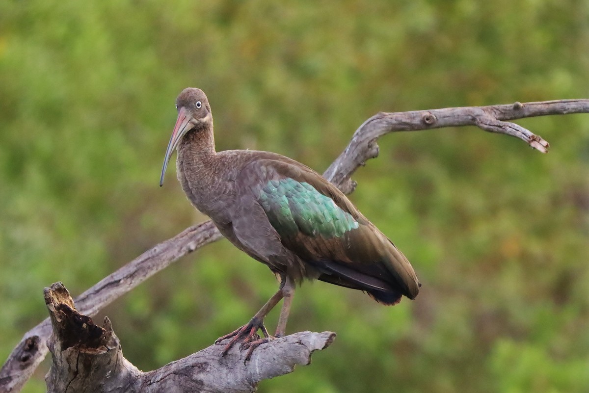 Hadada Ibis - ML613172824