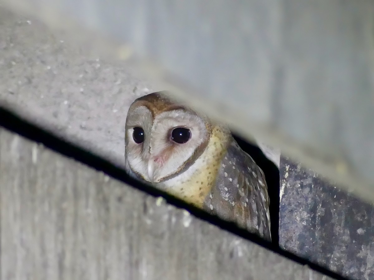 Andaman Masked-Owl - Shelley Rutkin