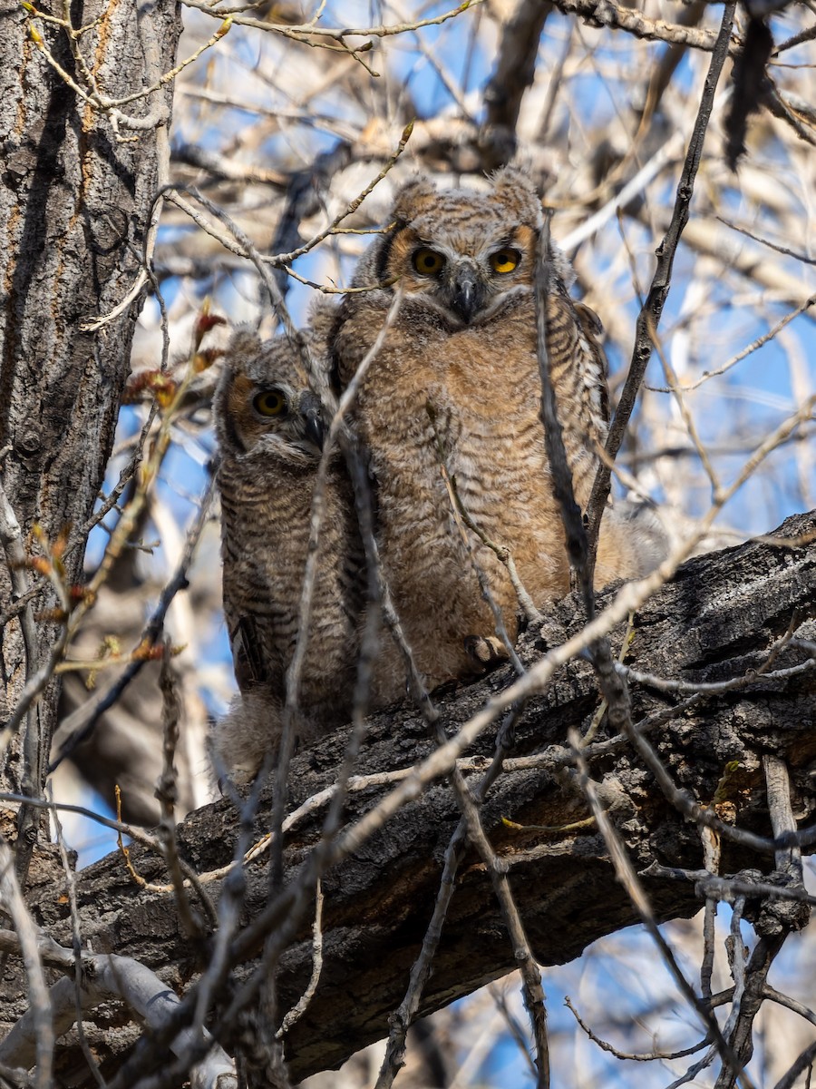Great Horned Owl - ML613172959