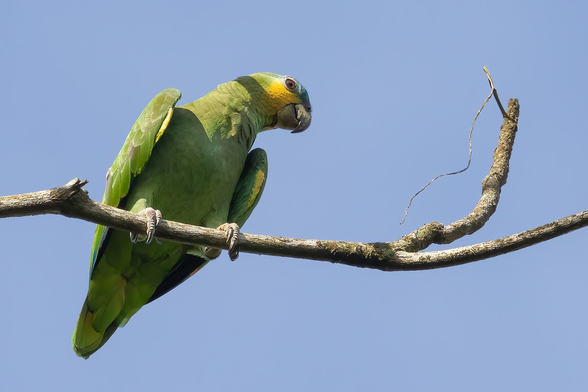 Orange-winged Parrot - ML613173029