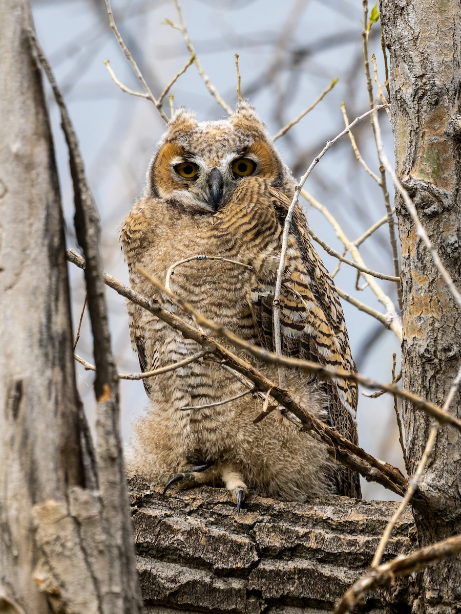 Great Horned Owl - ML613173054