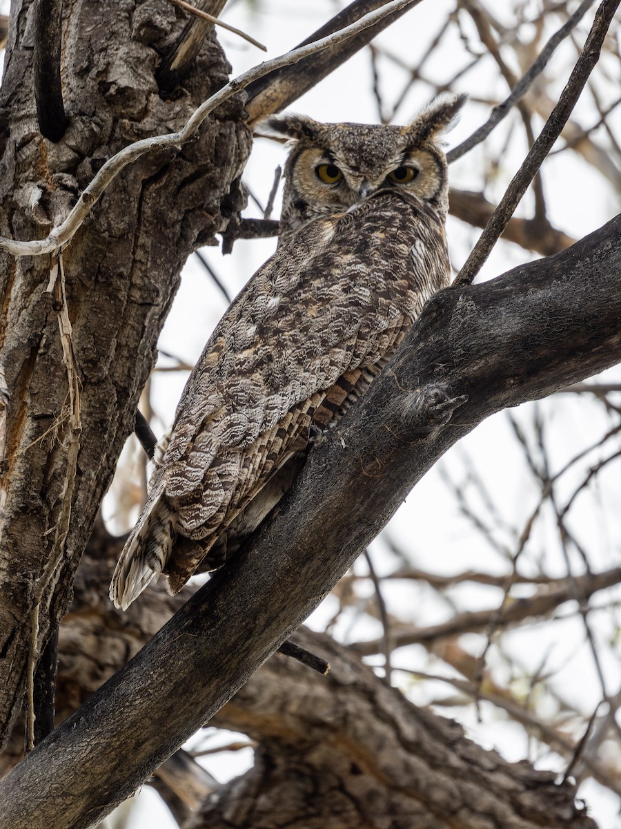 Great Horned Owl - ML613173055