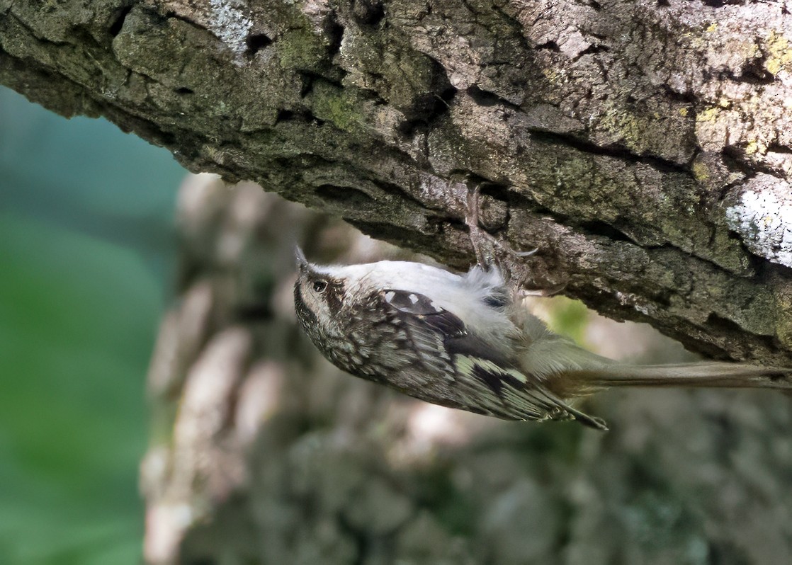 Brown Creeper - ML613173196