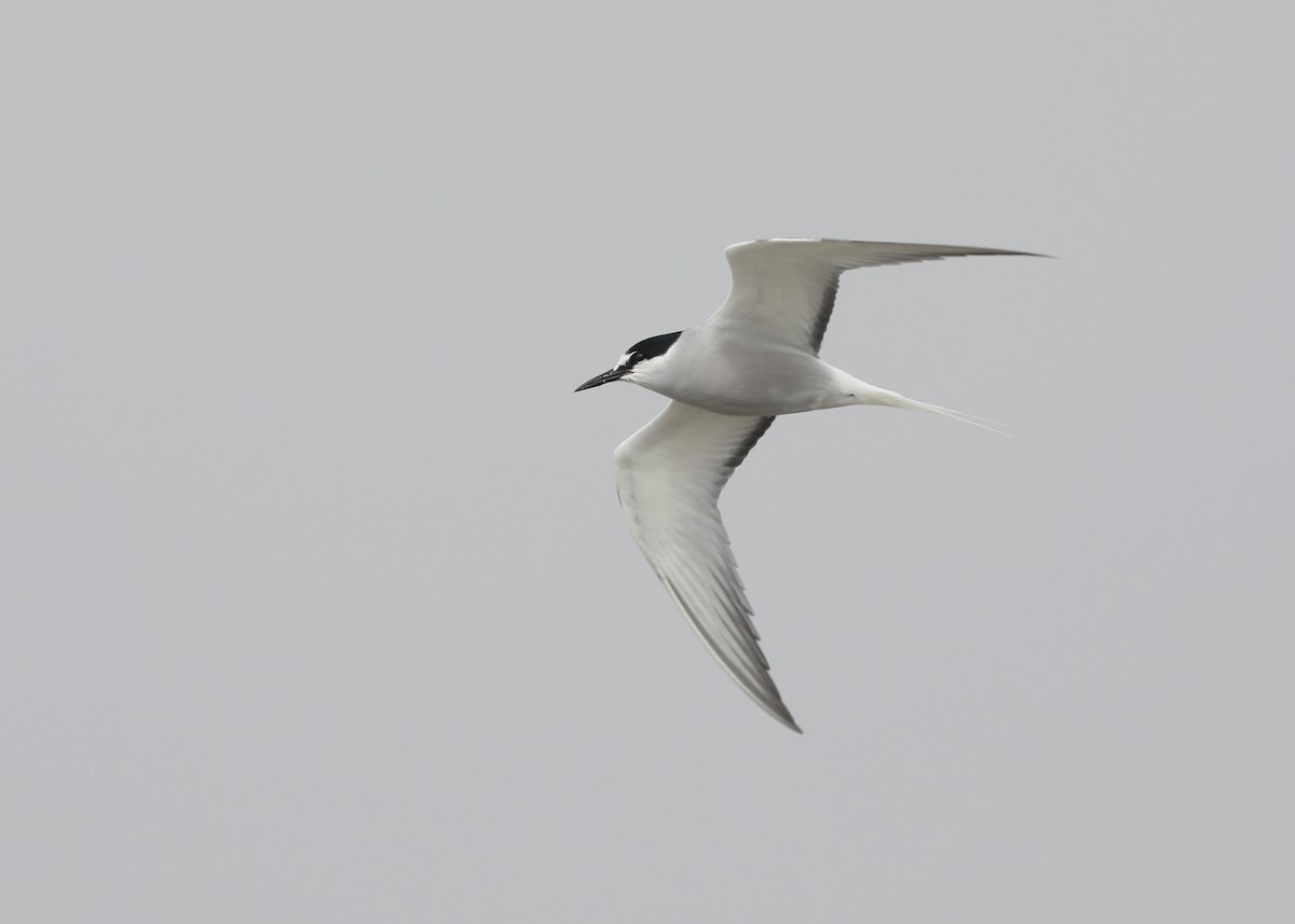 Aleutian Tern - Ben Barkley