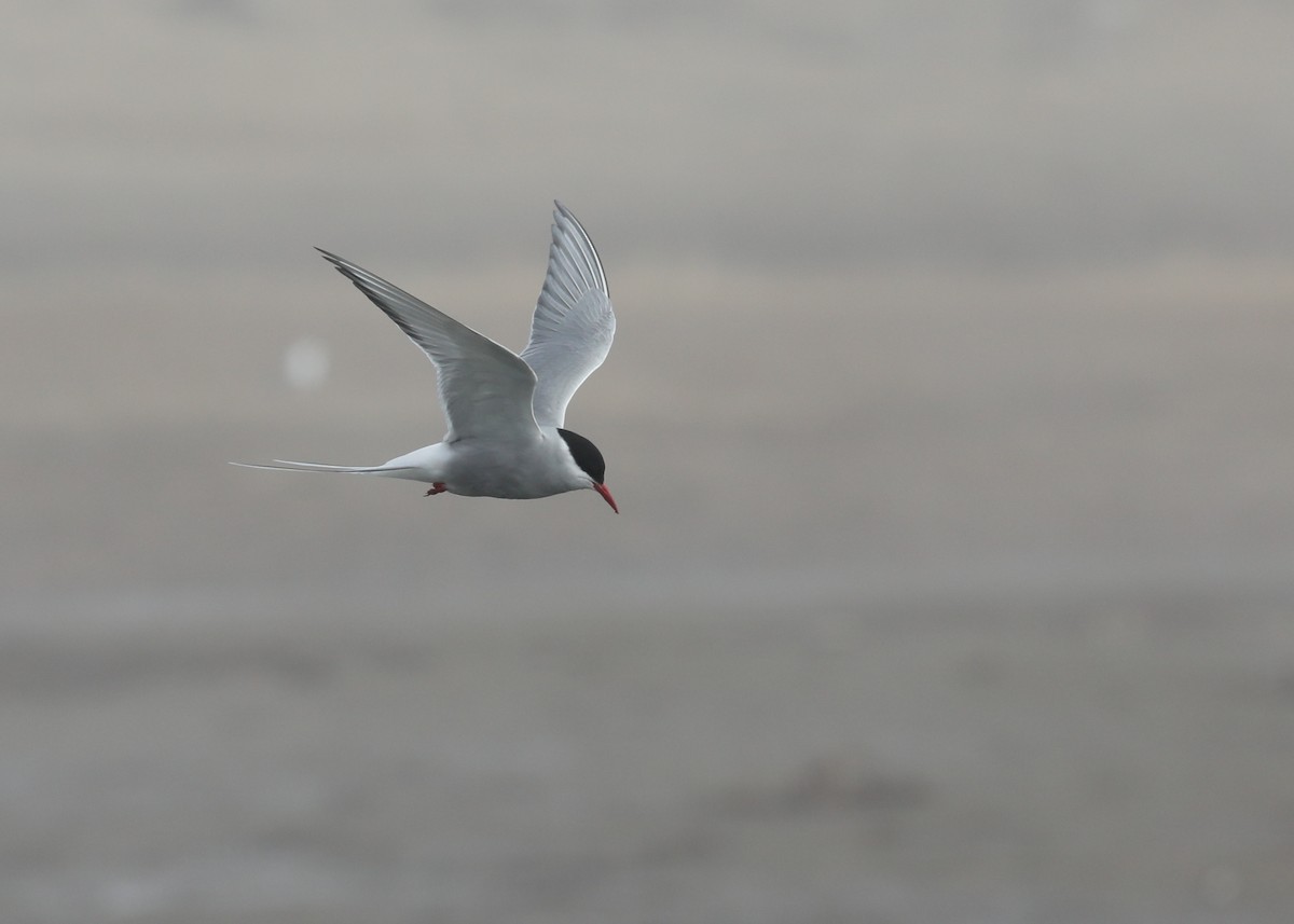 Arctic Tern - Ben Barkley