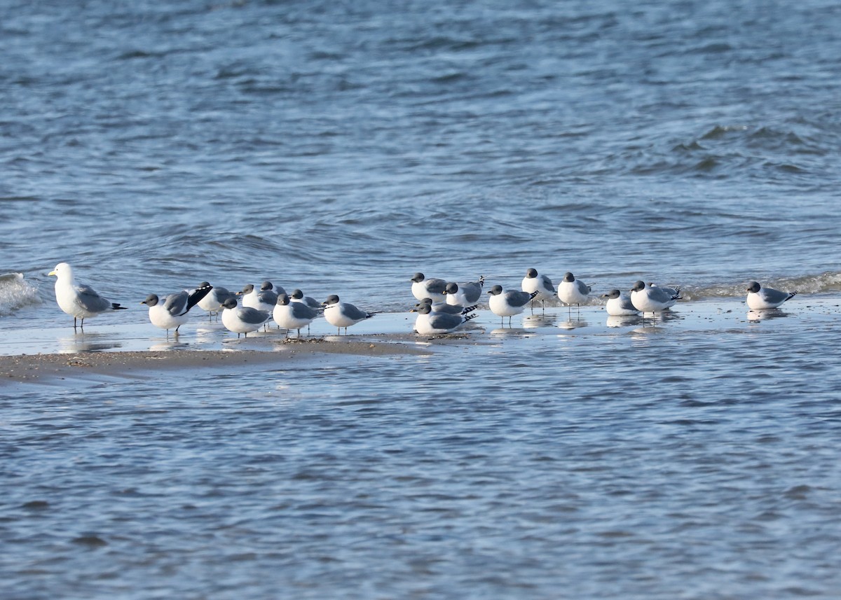 Sabine's Gull - Ben Barkley