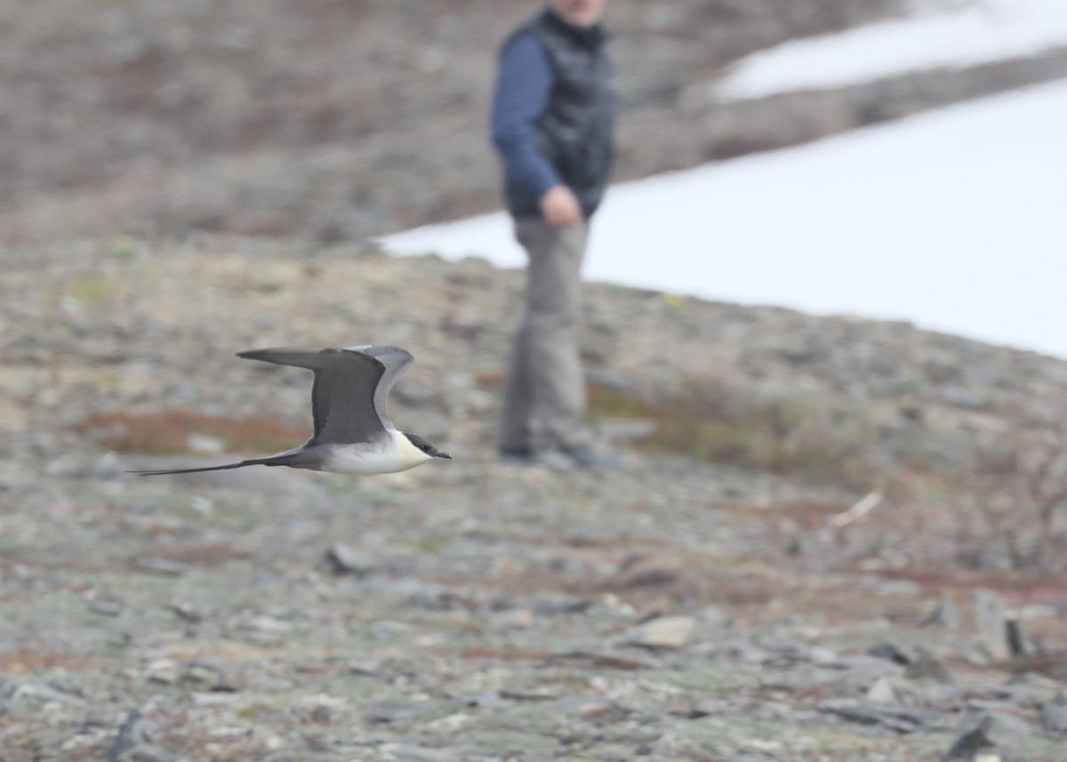 Long-tailed Jaeger - Ben Barkley