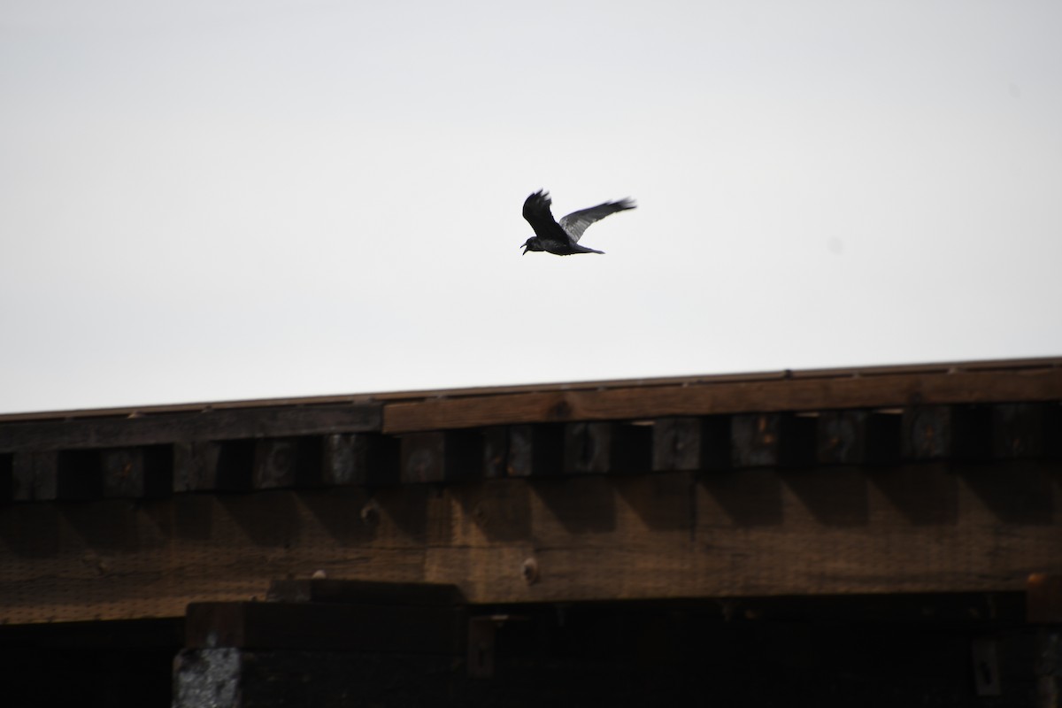 tanımsız kuzgun (Corvus sp.) - ML613173592