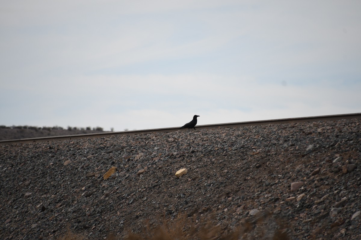 tanımsız kuzgun (Corvus sp.) - ML613173595