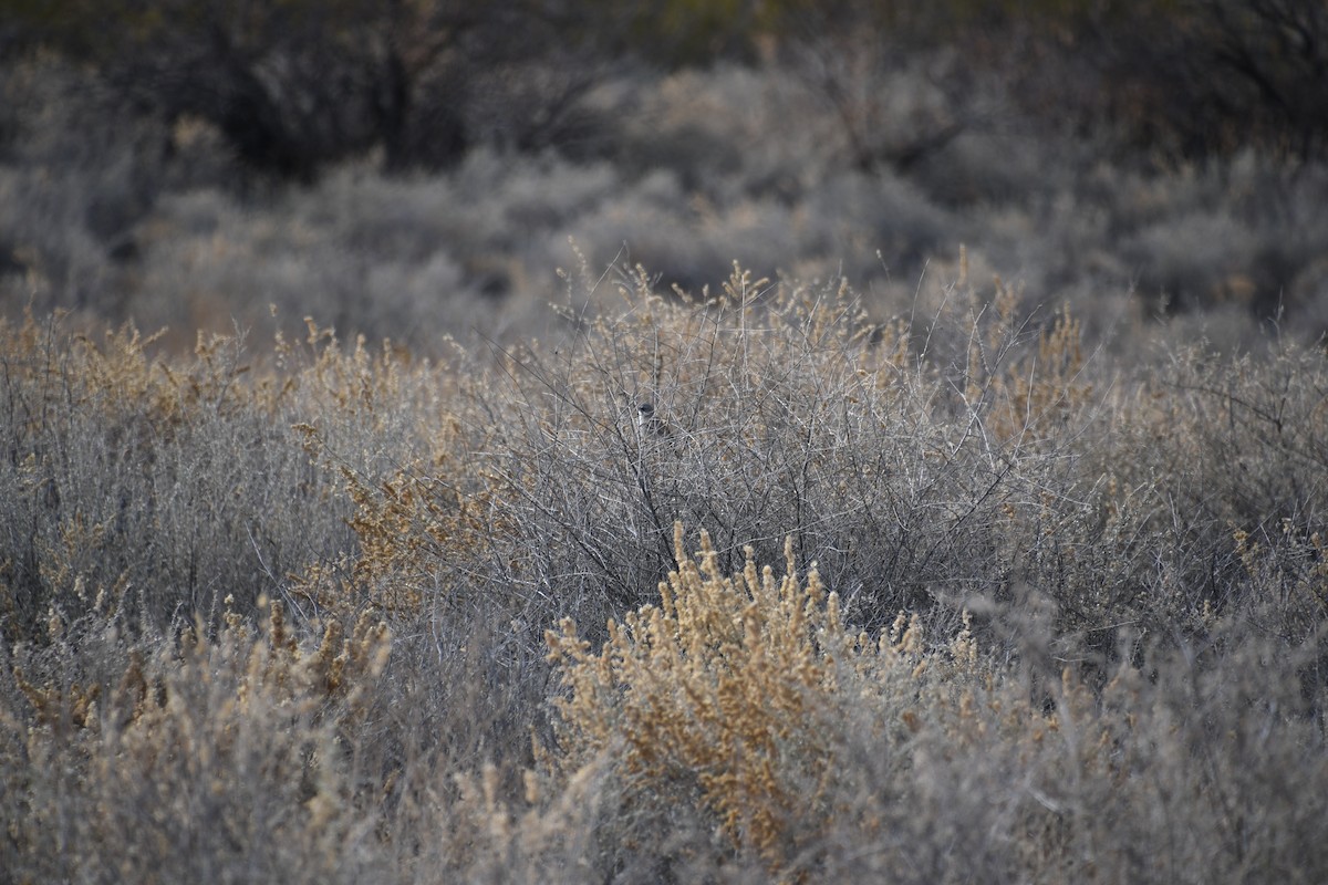 Sagebrush Sparrow - ML613173607