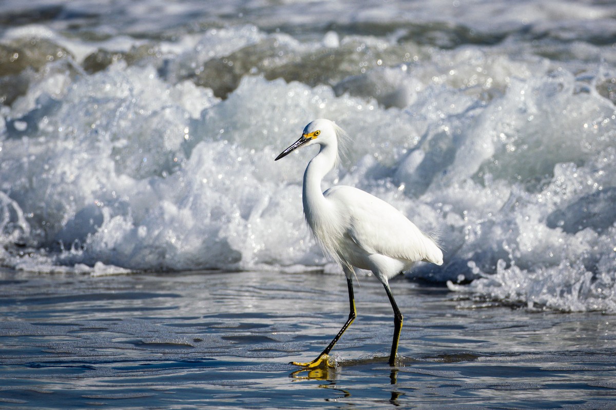 Snowy Egret - ML613173697