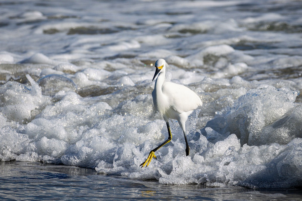 Snowy Egret - ML613173698