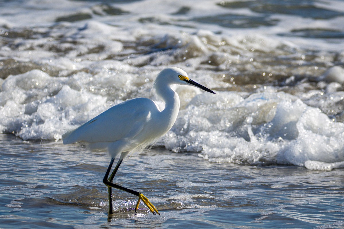 Snowy Egret - Michael Warner