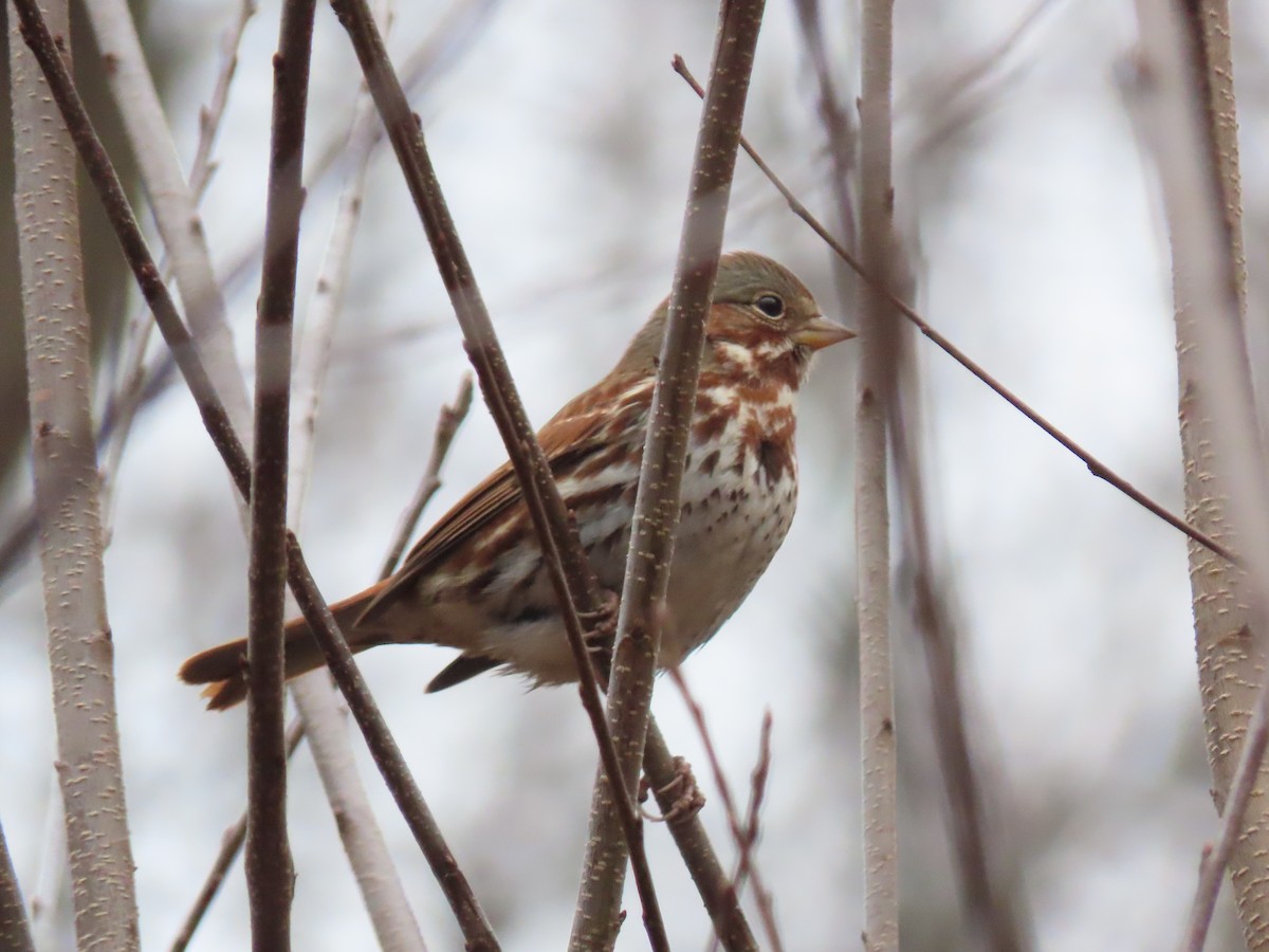 Fox Sparrow - ML613173895