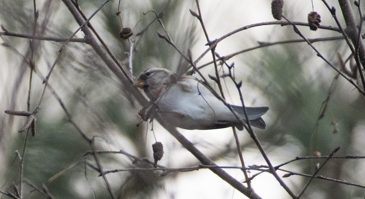 Common Redpoll (flammea) - ML613173898