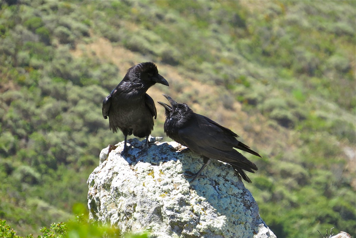 Common Raven - ML61317391