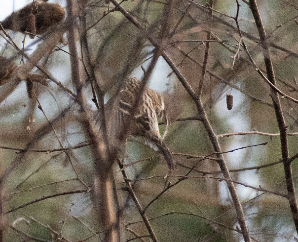 Common Redpoll (flammea) - ML613173927